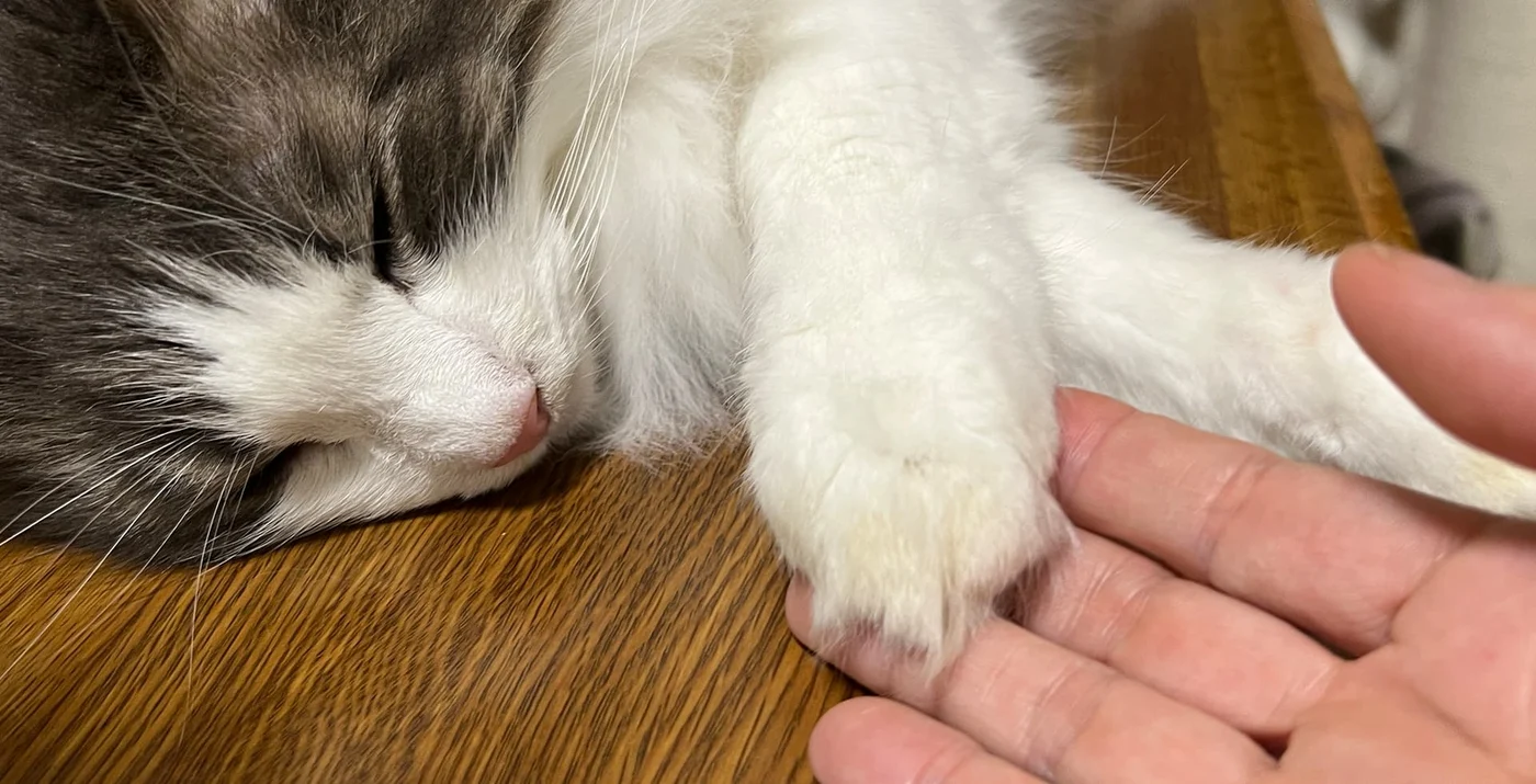 手を添えられてくつろぐ猫